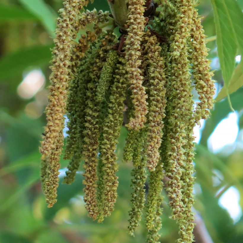 Pekannuss Delmas - Carya illinoinensis (Blüte)