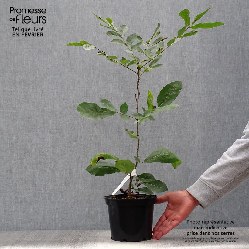 Exemplar von Pekannuss - Carya illinoinensis Topf mit 3L/4L wie im Herbst geliefert