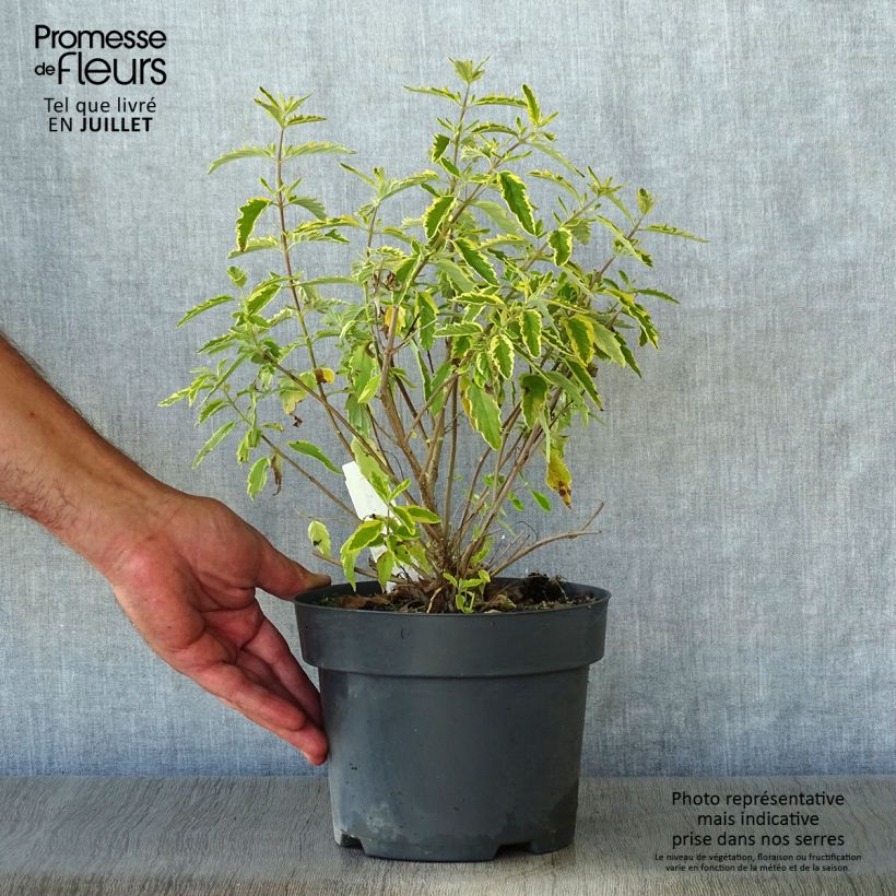Exemplar von Bartblume Summer Sorbet - Caryopteris clandonensis Topf mit 3L/4L wie im Sommer geliefert