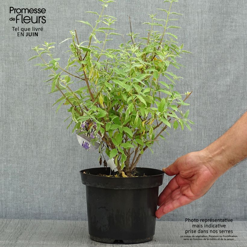 Exemplar von Bartblume White Surprise - Caryopteris clandonensis Topf mit 2L/3L wie im Sommer geliefert