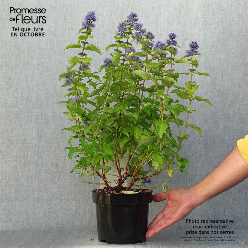 Exemplar von Bartblume Good as Gold - Caryopteris clandonensis Topf mit 2L/3L wie im Herbst geliefert
