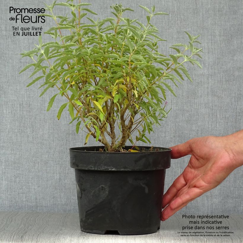 Exemplar von Bartblume Pink Perfection - Caryopteris clandonensis Topf mit 2L/3L wie im Sommer geliefert