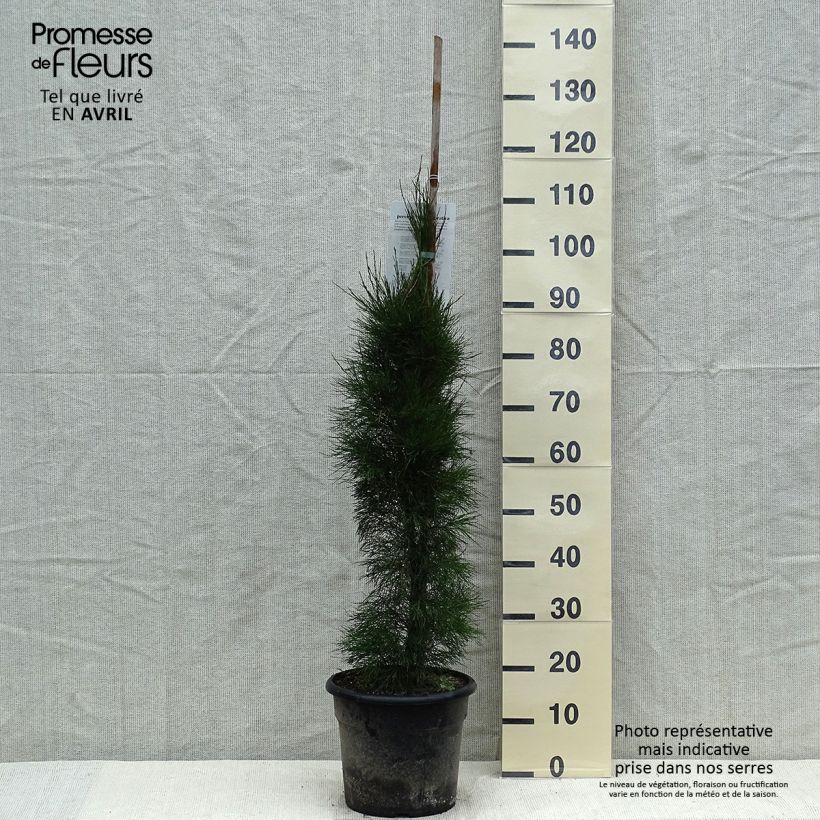 Exemplar von Casuarina equisetifolia - Schachtelhalmblättrige Kasuarine Topf mit 7,5L/10L wie im Frühjahr geliefert