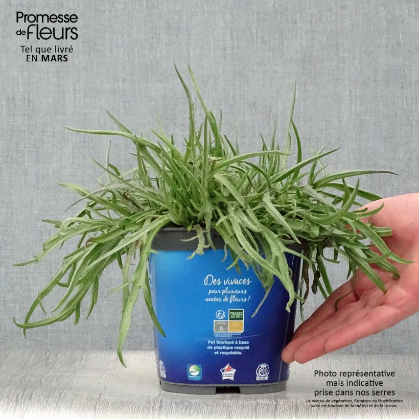 Exemplar von Catananche caerulea - Blaue Rasselblume Topf mit 2L/3L wie im Frühjahr geliefert