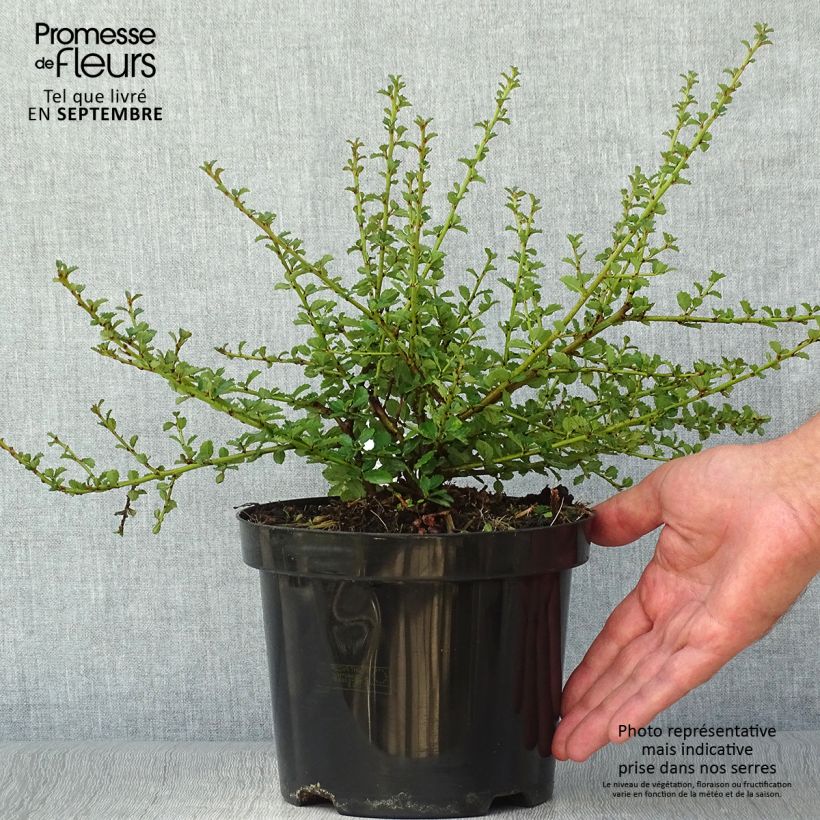 Exemplar von Säckelblume Edinburgh - Ceanothus Topf mit 2L/3L wie im Herbst geliefert
