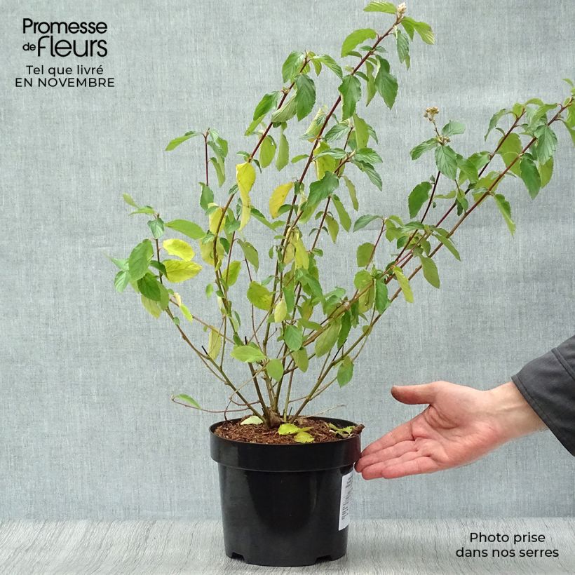 Exemplar von Säckelblume Gloire de Versailles - Ceanothus delilianus Topf mit 3L/4L wie im Herbst geliefert