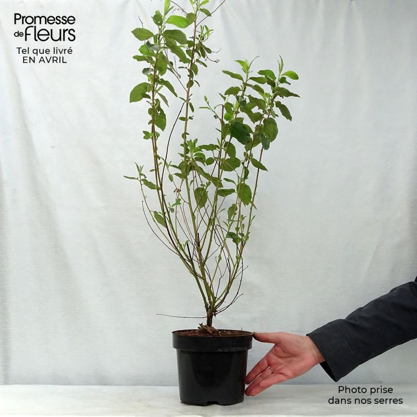 Exemplar von Säckelblume Gloire de Versailles - Ceanothus delilianus Topf mit 3L/4L wie im Frühjahr geliefert