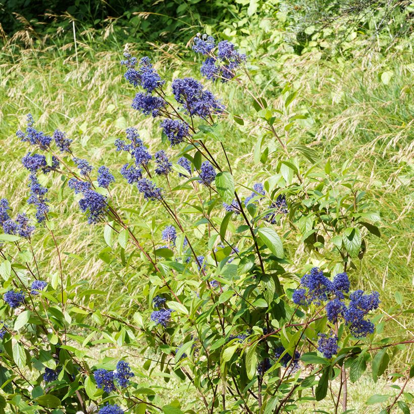 Säckelblume Henri Desfossé - Ceanothus delilianus (Hafen)
