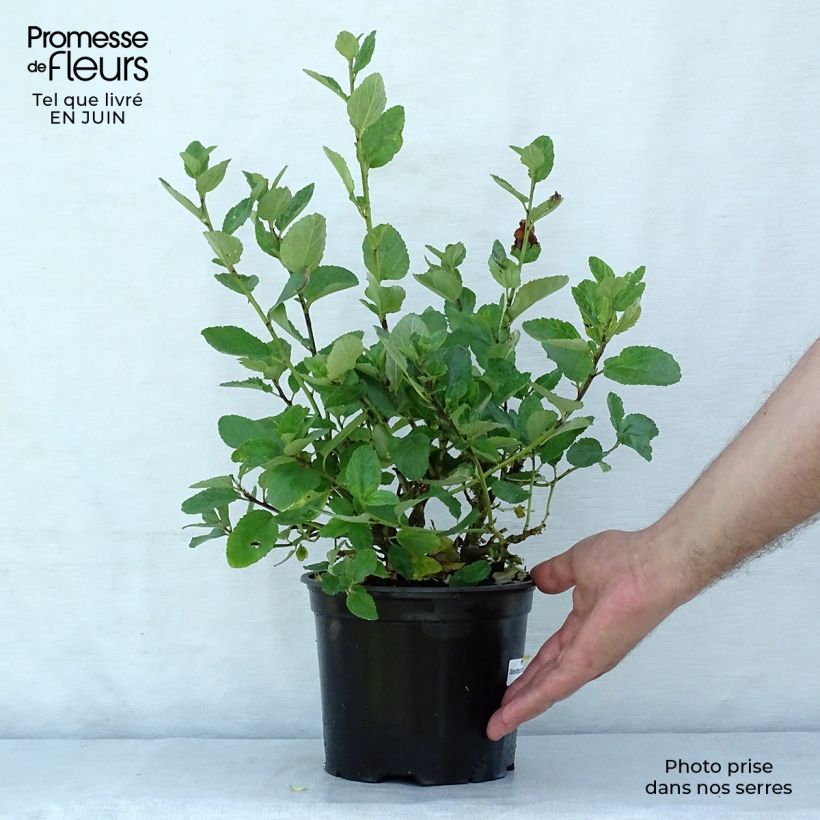 Exemplar von Säckelblume Trewithen Blue - Ceanothus arboreus Topf mit 2L/3L wie im Sommer geliefert