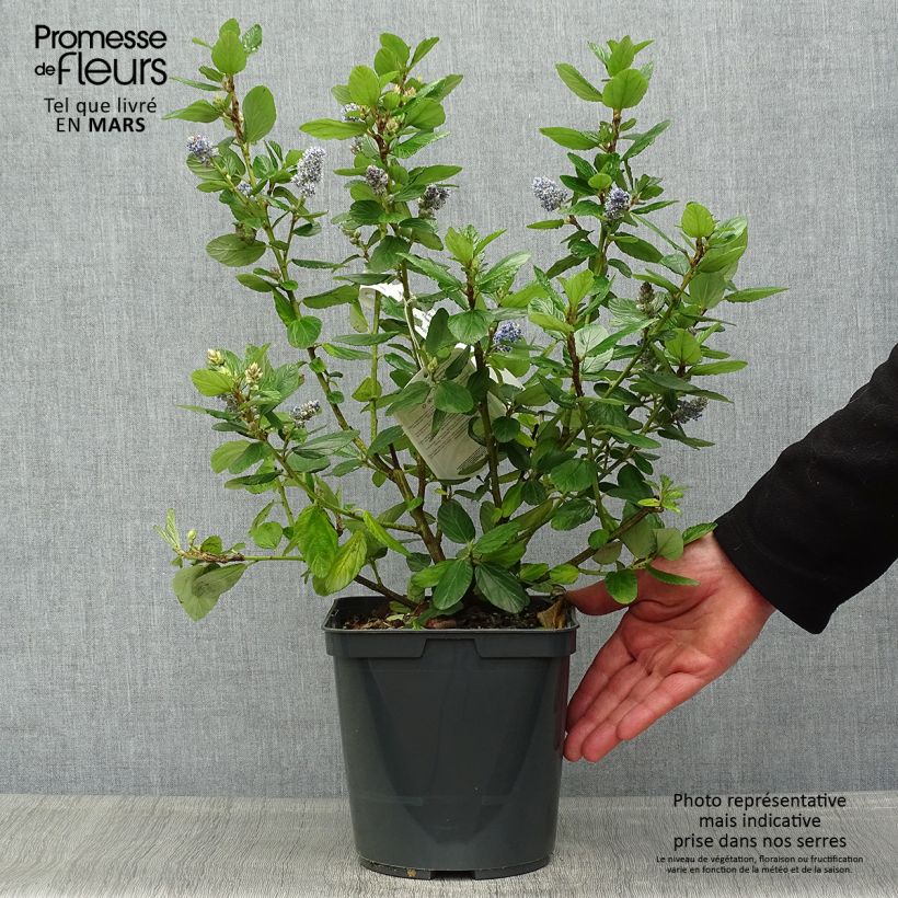 Exemplar von Säckelblume Trewithen Blue - Ceanothus arboreus Topf mit 4L/5L wie im Frühjahr geliefert
