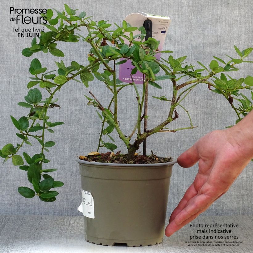 Exemplar von Säckelblume Yankee Point - Ceanothus griseus var. horizontalis Topf mit 2L/3LGelieferte Höhe ca. 30/40cm wie im Sommer geliefert