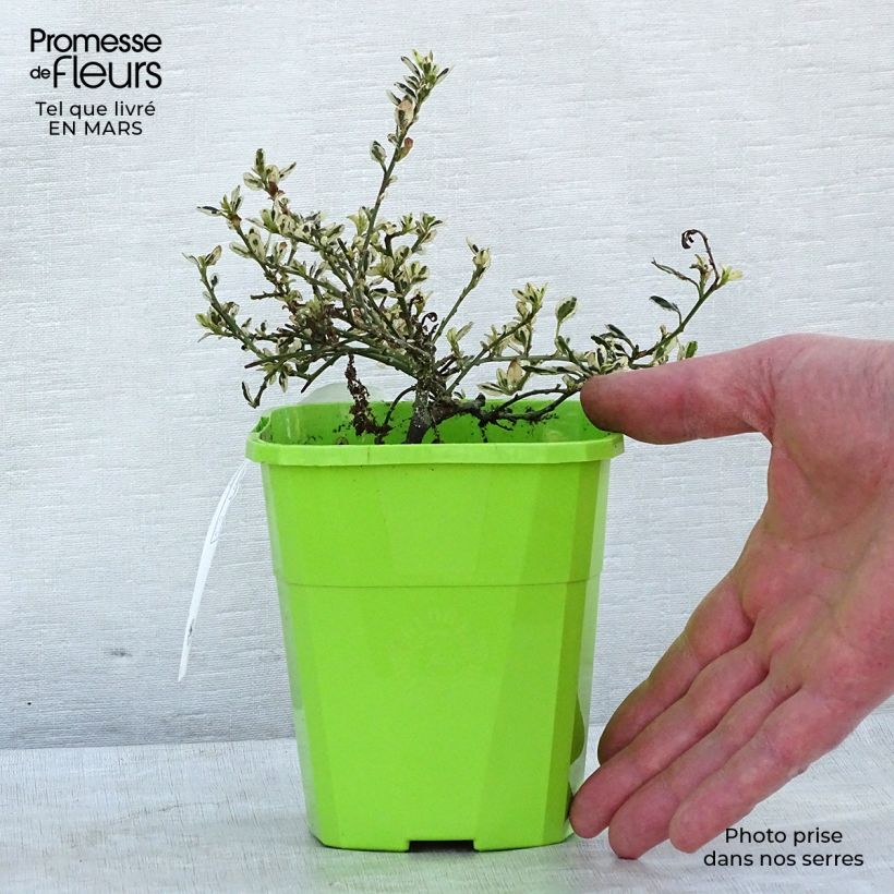 Exemplar von Säckelblume Cool Blue - Ceanothus impressus Topf mit 1,5L/2L wie im Winter geliefert