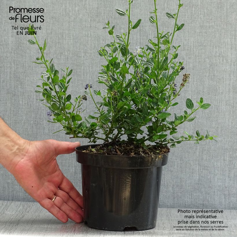 Exemplar von Säckelblume Victoria - Ceanothus impressus Topf mit 2L/3L wie im Sommer geliefert