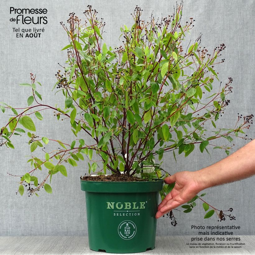 Exemplar von Säckelblume Marie Blue - Ceanothus pallidus Topf mit 7,5L/10L wie im Sommer geliefert