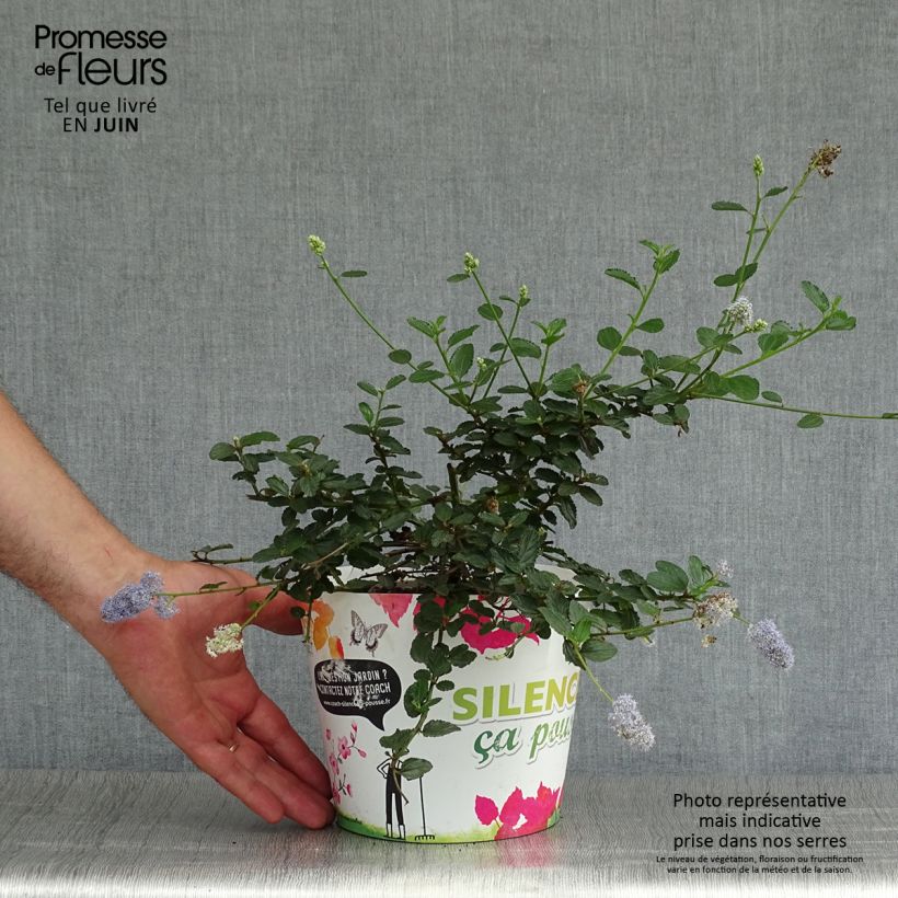 Exemplar von Kriechende Säckelblume Prostratus - Ceanothus prostratus Topf mit 2L/3L wie im Sommer geliefert