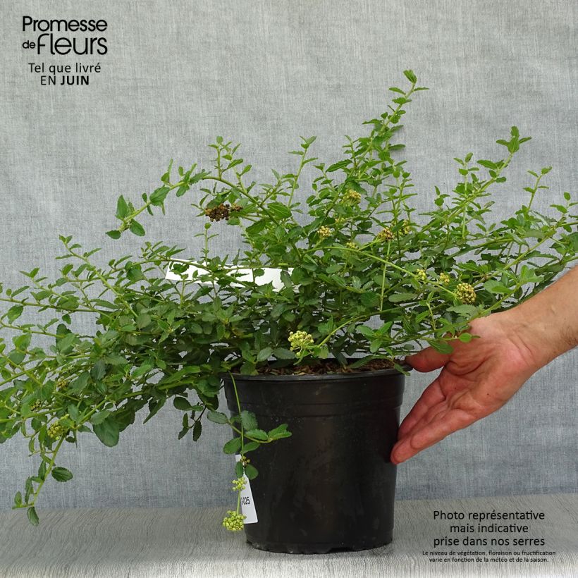 Exemplar von Kriechende Säckelblume Prostratus - Ceanothus prostratus Topf mit 4L/5L wie im Sommer geliefert