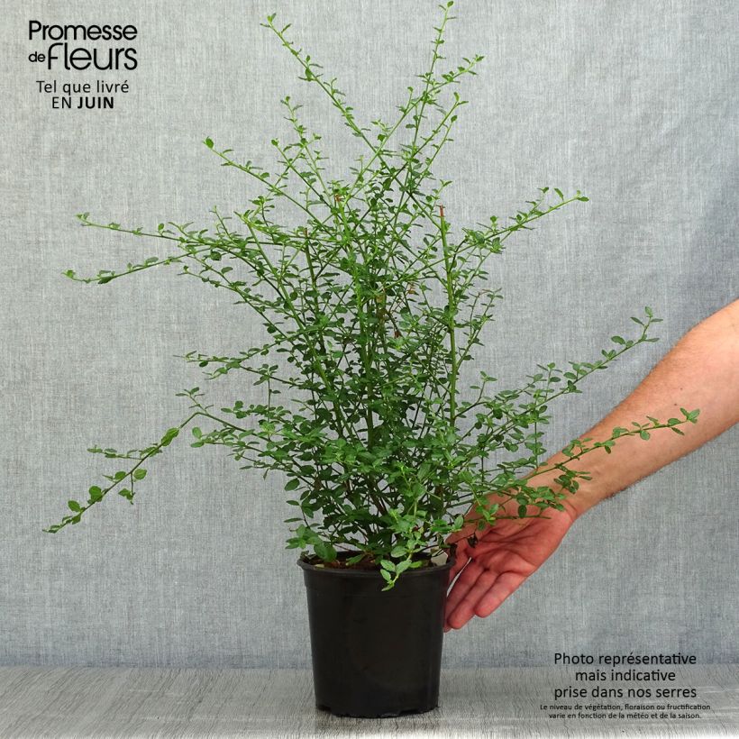 Exemplar von Kalifornischer Flieder Millerton Point - Ceanothus thyrsiflorus Topf mit 2L/3L wie im Sommer geliefert