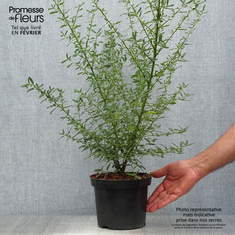 Exemplar von Säckelblume Blue Diamond - Ceanothus Topf mit 2L/3L wie im Herbst geliefert