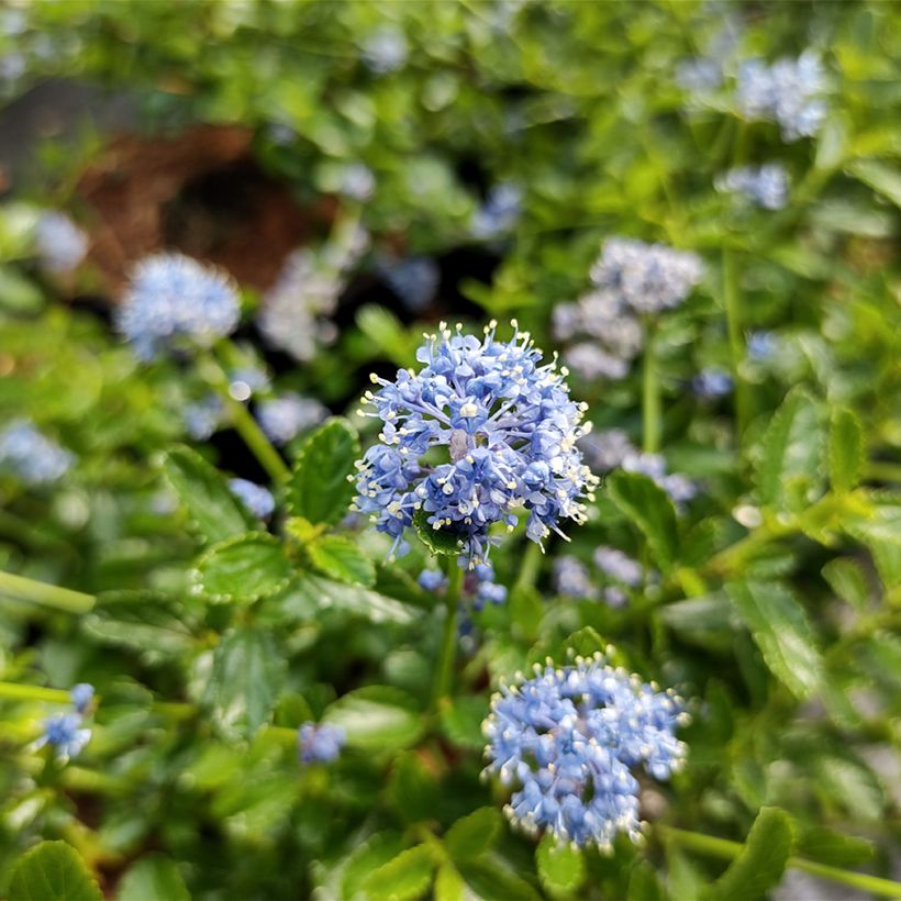 Säckelblume Blue Mound - Ceanothus (Blüte)
