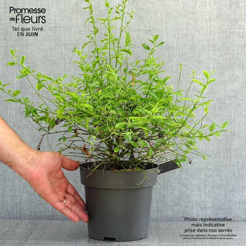 Exemplar von Kalifornischer Flieder El Dorado - Ceanothus thyrsiflorus Topf mit 2L/3L wie im Sommer geliefert