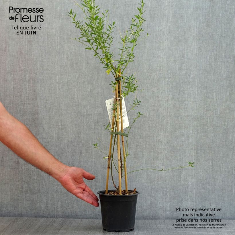 Exemplar von Säckelblume Concha - Ceanothus arboreus Topf mit 2L/3L wie im Sommer geliefert