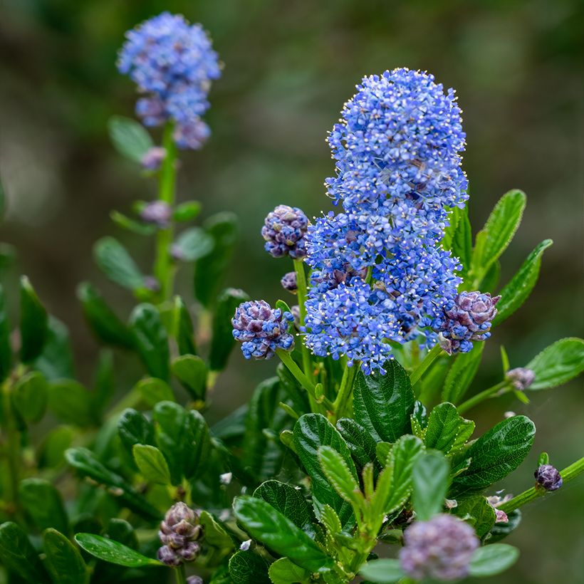 Säckelblume Concha - Ceanothus arboreus (Blüte)