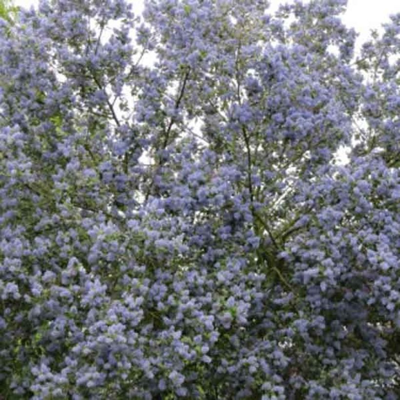 Säckelblume Trewithen Blue - Ceanothus arboreus (Hafen)