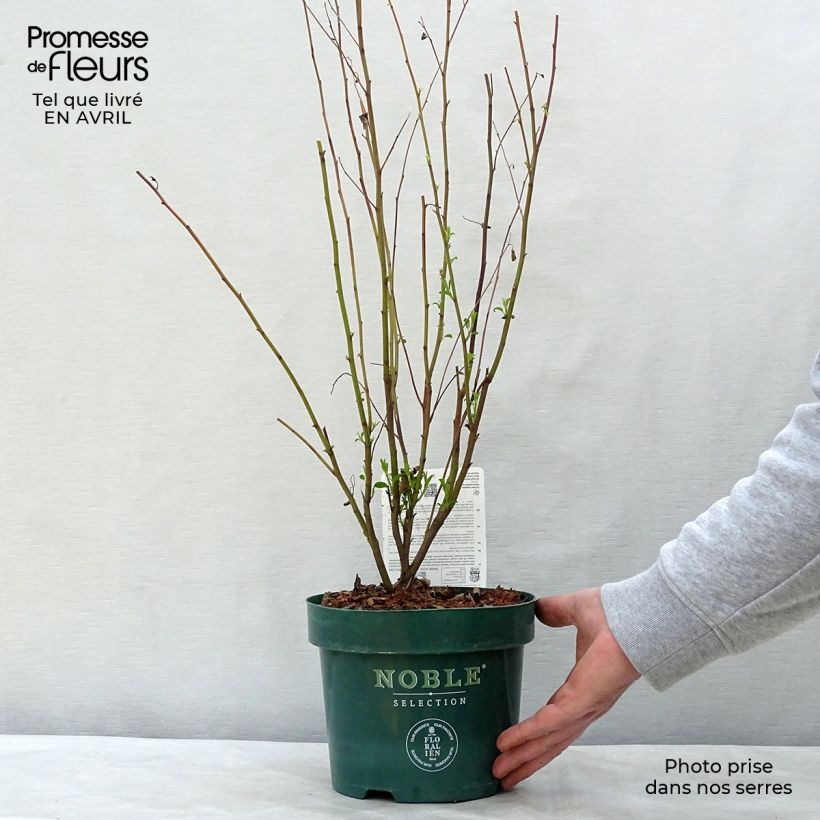 Exemplar von Rosa Säckelblume Marie Rose - Ceanothus pallidus Topf mit 3L/4LGelieferte Höhe ca. 40/50cm wie im Frühjahr geliefert