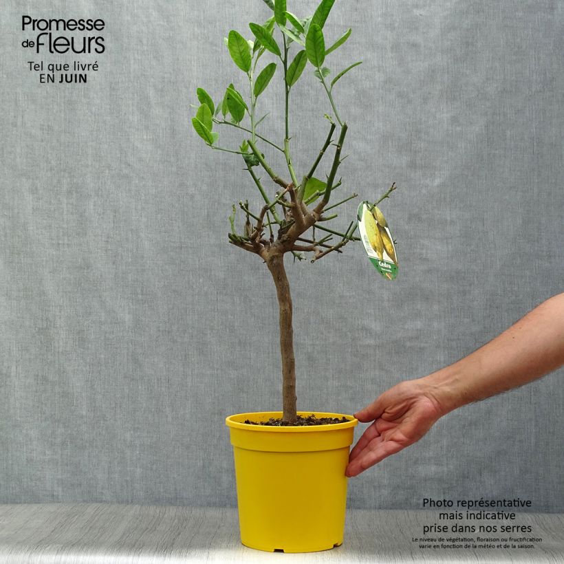 Exemplar von Zitronat-Zitrone - Citrus medica Topf mit 3L/4L, 1/4 Stängel wie im Sommer geliefert