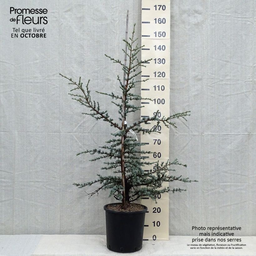 Exemplar von Cedrus libani subsp. atlantica Horstmanns Silberspitz - Atlas-Zeder Topf mit 12L/15L wie im Herbst geliefert