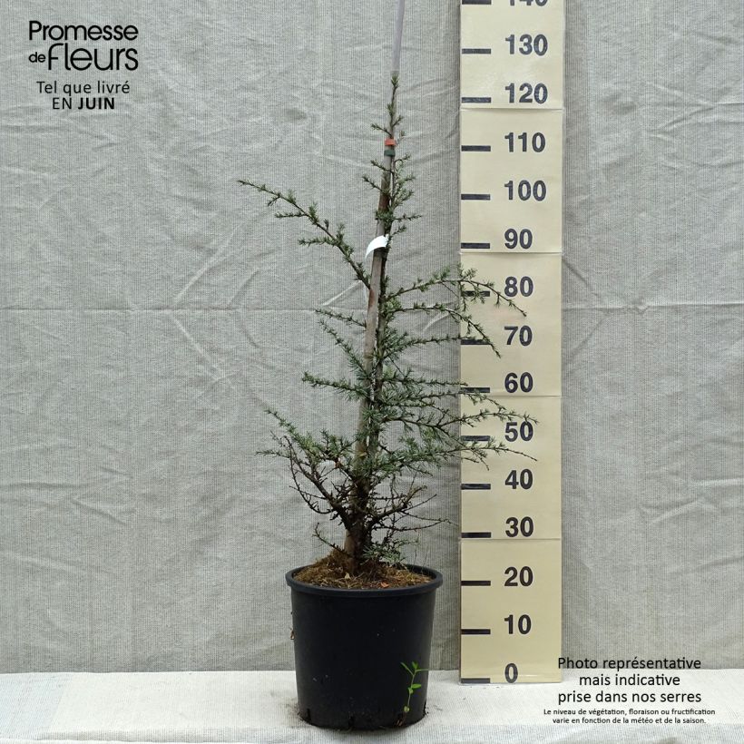 Exemplar von Cedrus libani subsp. atlantica Horstmanns Silberspitz - Atlas-Zeder Topf mit 12L/15L wie im Frühjahr geliefert