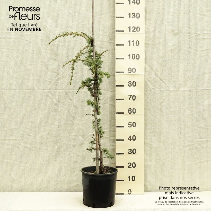Exemplar von Cedrus libani Atlantica Pendula - Libanon-Zeder Topf mit 7,5L/10L wie im Herbst geliefert