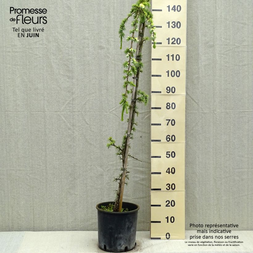 Exemplar von Cedrus libani Atlantica Pendula - Libanon-Zeder Topf mit 7,5L/10L wie im Frühjahr geliefert