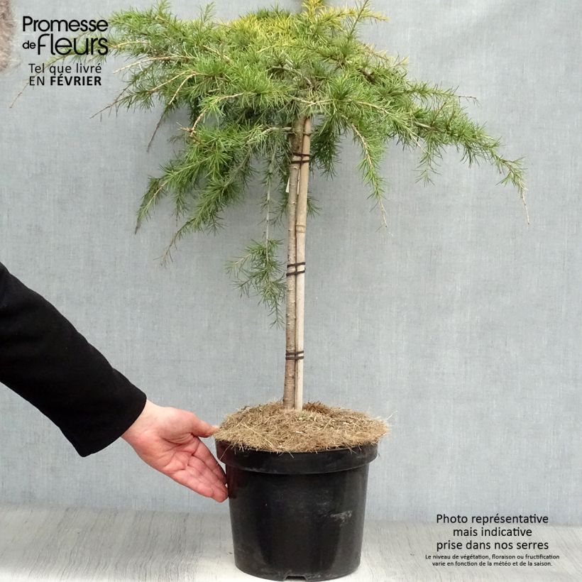 Exemplar von Cedrus deodara Golden Horizon - Himalaya-Zeder Topf mit 7,5L/10L wie im Winter geliefert