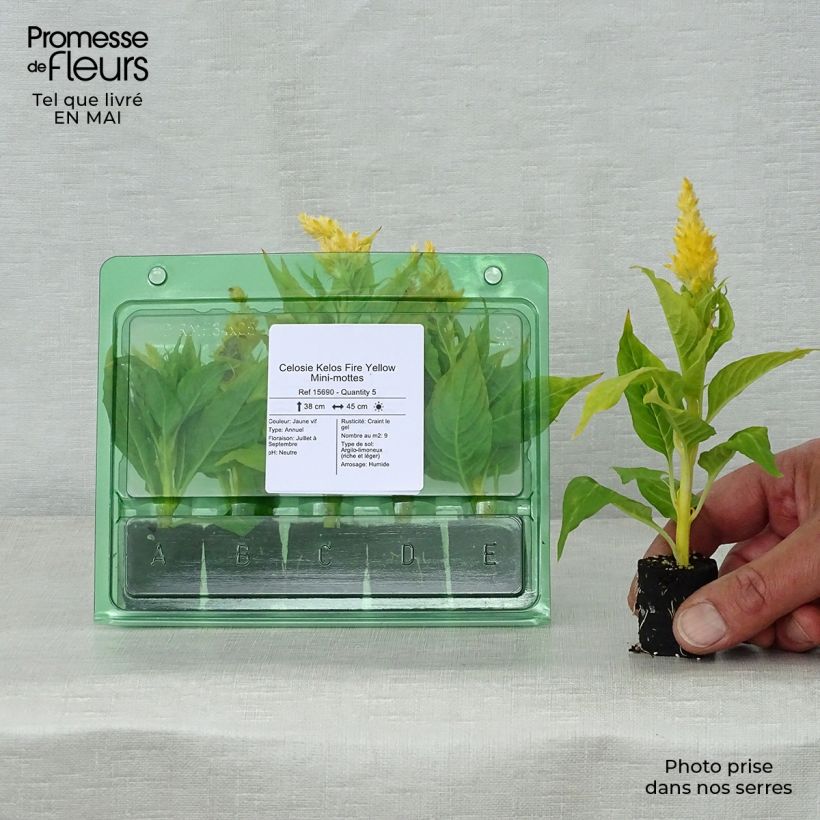 Exemplar von Celosia spicata Kelos Fire Yellow - Brandschopf Mini-Plug Ø 3/4 cm wie im Frühjahr geliefert