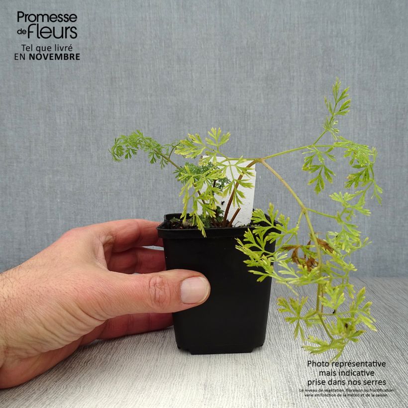 Exemplar von Baltische Petersilie - Cenolophium denudatum Kleine Töpfe von 8/9 cm wie im Herbst geliefert