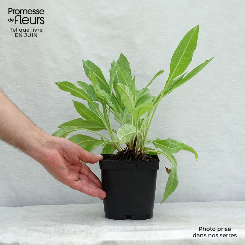 Exemplar von Centaurea macrocephala - Riesenflockenblume Topf mit 2L/3L wie im Sommer geliefert