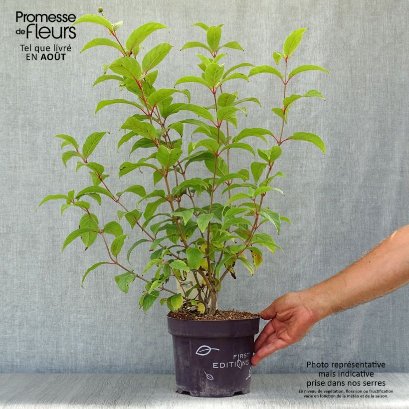 Exemplar von Cephalanthus occidentalis Fiber Optics - Knopfbusch Topf mit 3L/4L wie im Sommer geliefert