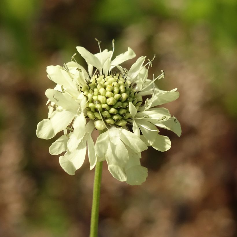 Cephalaria gigantea - Schuppenkopf (Blüte)