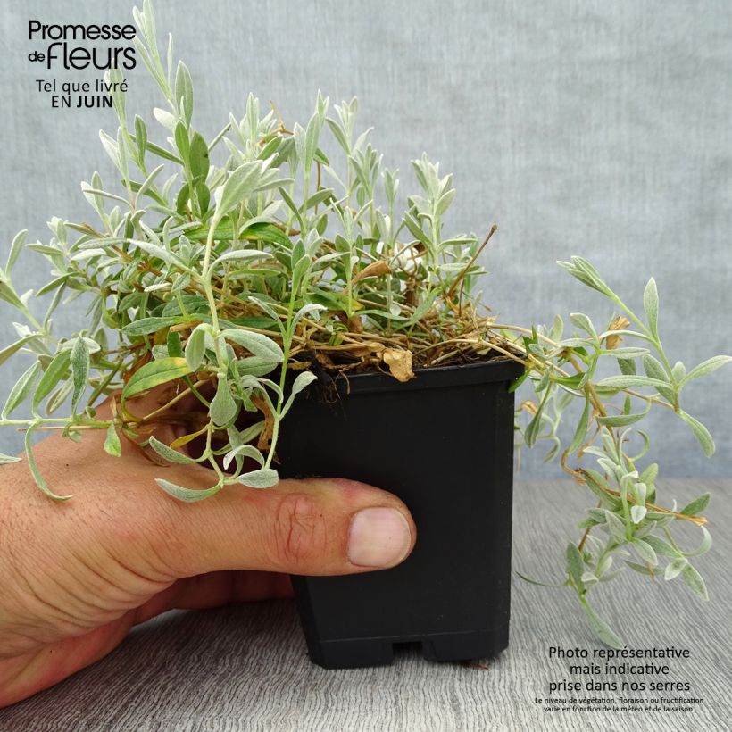 Exemplar von Cerastium biebersteinii - Bieberstein Hornkraut Kleine Töpfe von 8/9 cm wie im Sommer geliefert