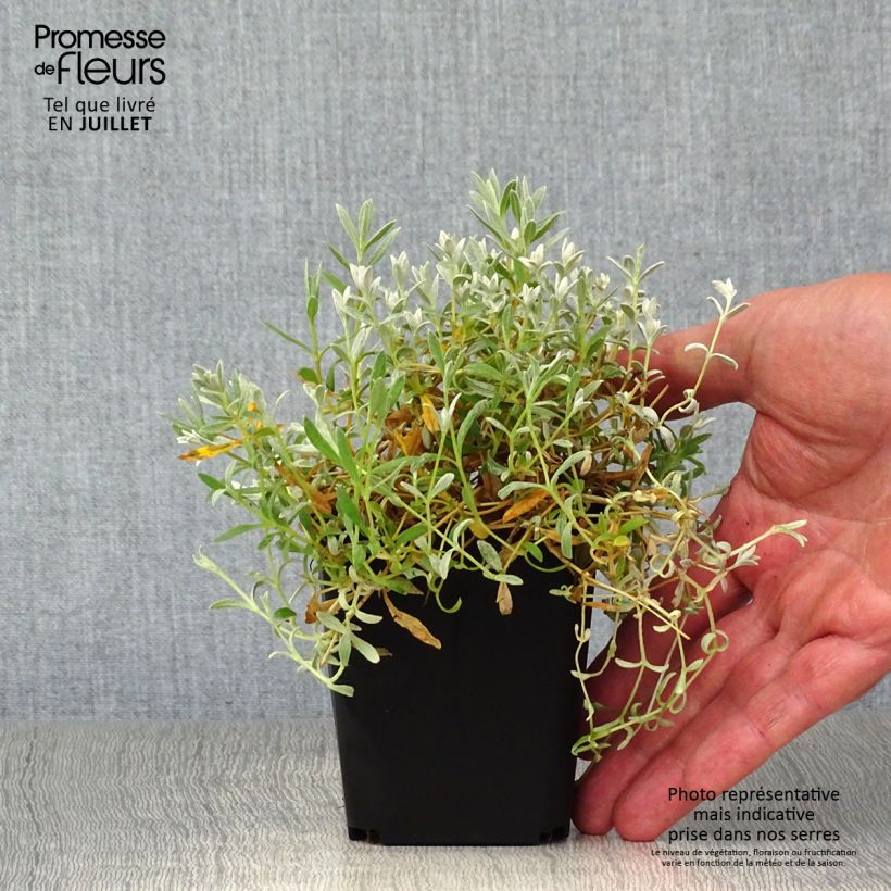 Exemplar von Cerastium tomentosum var columnae - Filziges Hornkraut Kleine Töpfe von 8/9 cm wie im Sommer geliefert