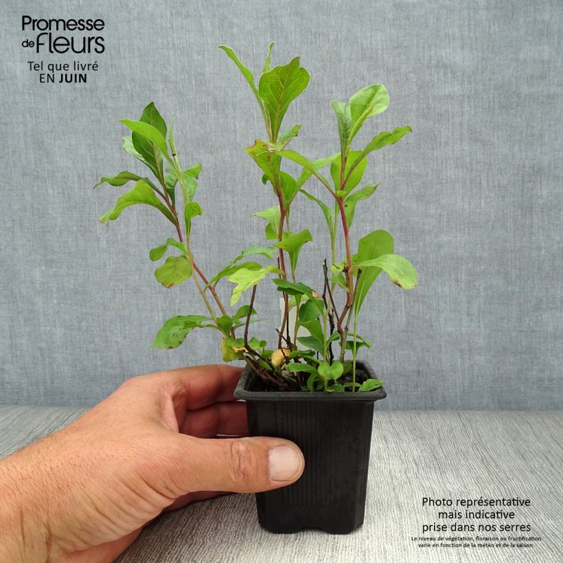 Exemplar von Ceratostigma plumbaginoides - Hornbleiwurz Kleine Töpfe von 8/9 cm wie im Sommer geliefert