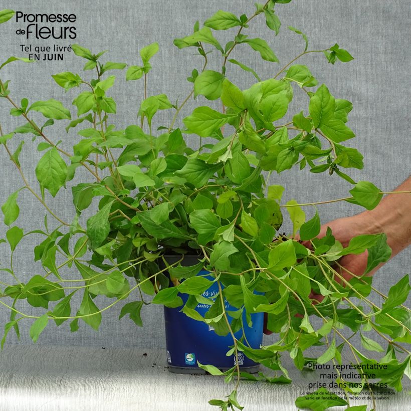 Exemplar von Ceratostigma plumbaginoides - Hornbleiwurz Topf mit 2L/3L wie im Sommer geliefert