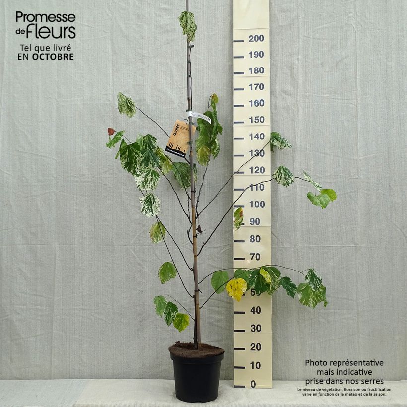 Exemplar von Kanadischer Judasbaum Alley Cat - Cercis canadensis Topf mit 6L/7L wie im Herbst geliefert