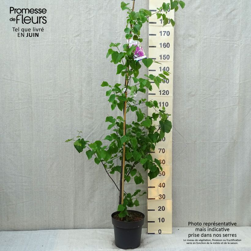 Exemplar von Kanadischer Judasbaum Pink Pom Pom's - Cercis canadensis Topf mit 7,5L/10L wie im Sommer geliefert