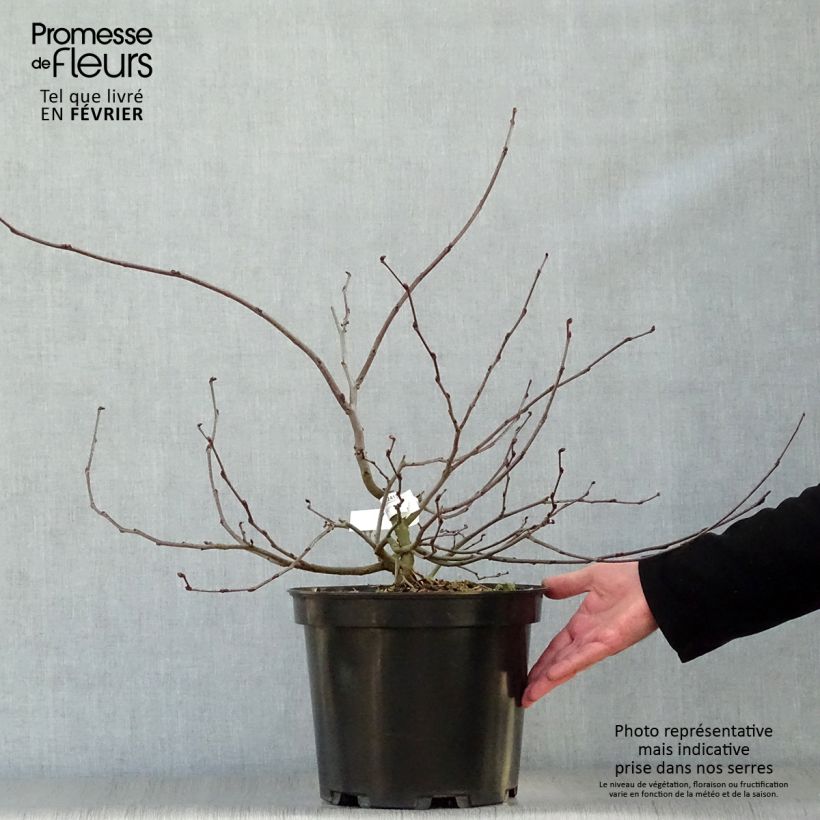 Exemplar von Judasbaum - Cercis siliquastrum Topf mit 7,5L/10L wie im Winter geliefert