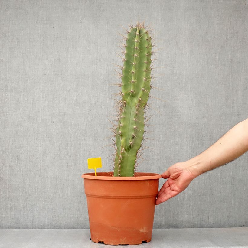 Exemplar von Cereus peruvianus - Cierge du Pérou - Pot de 12L/15L wie im Frühjahr geliefert