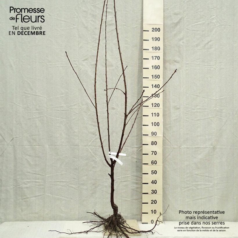 Exemplar von Süßkirsche Burlat - Prunus avium Wurzelnackt, Gobelet-Form wie im Winter geliefert