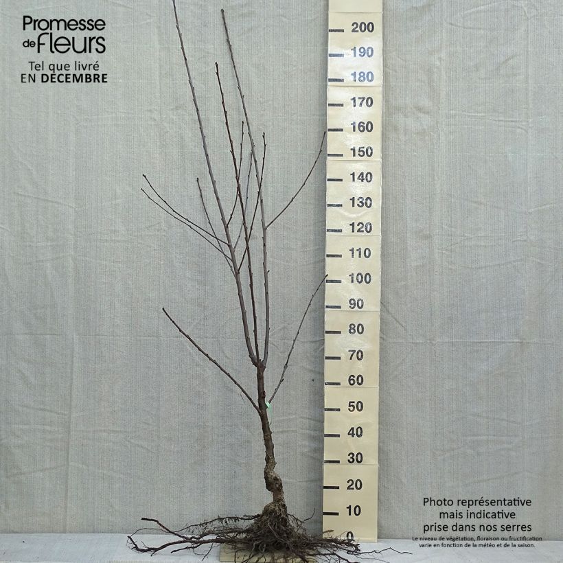 Exemplar von Süßkirsche Coeur de Pigeon - Prunus avium Wurzelnackt, Gobelet-Form wie im Winter geliefert