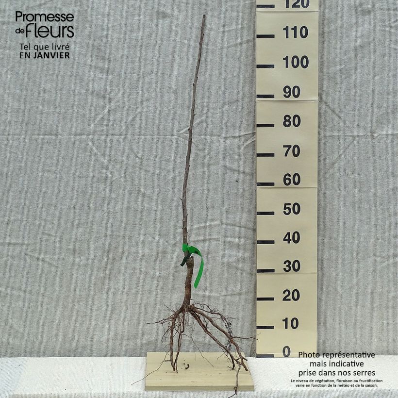 Exemplar von Süßkirsche Moreau Bio - Prunus avium Wurzelnackt, Heister wie im Winter geliefert